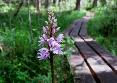 Engures ezera orhideju taka | Uzzini - Iepazīsti