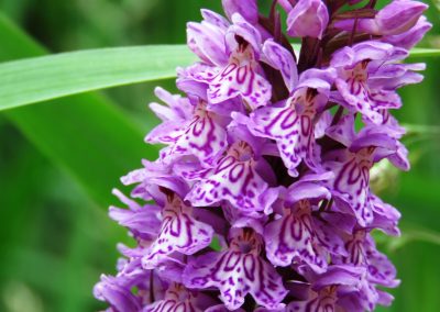 Engures ezera orhideju taka | Uzzini - Iepazīsti