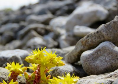 Akmeņi ir nabadzīga vide, kur kaut kam augt, tomēr jūlijā pilnā krāšņumā zied augi, kas te labi iejutušies (Foto: Zaiga Kaire)