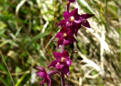 Acīgākie varēs pamanīt vienu no orhideju dzimtas augiem - tumšo dzeguzeni